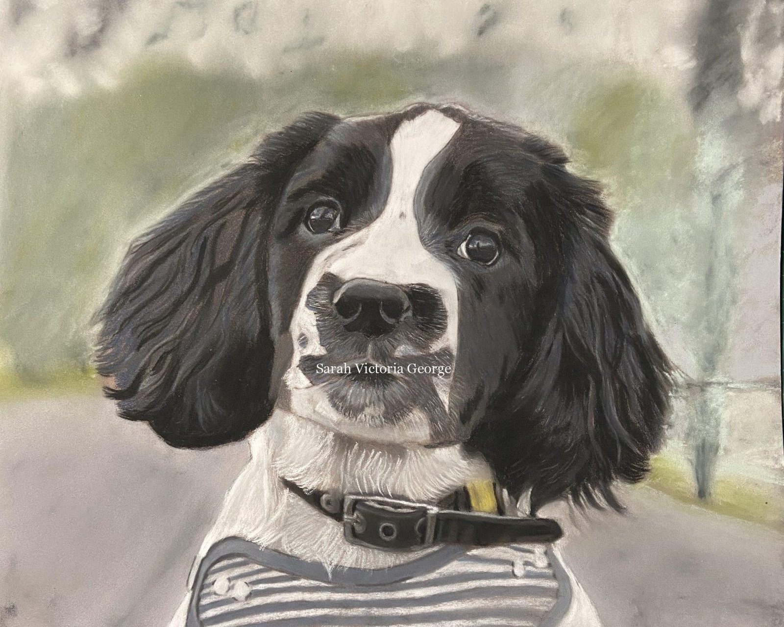 Stage three of the springer spaniel dog portrait Stage three of the springer spaniel dog portrait