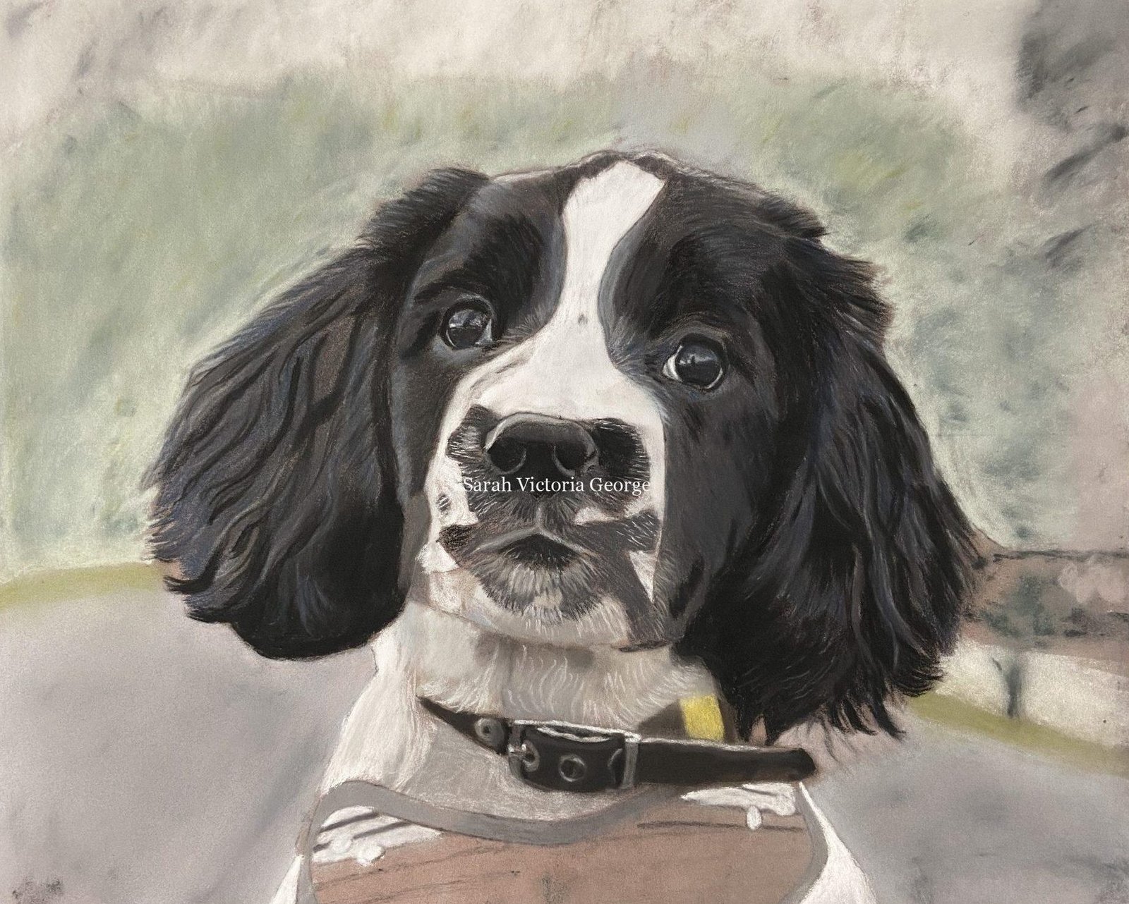 Stage two of the springer spaniel dog portrait Stage two of the springer spaniel dog portrait