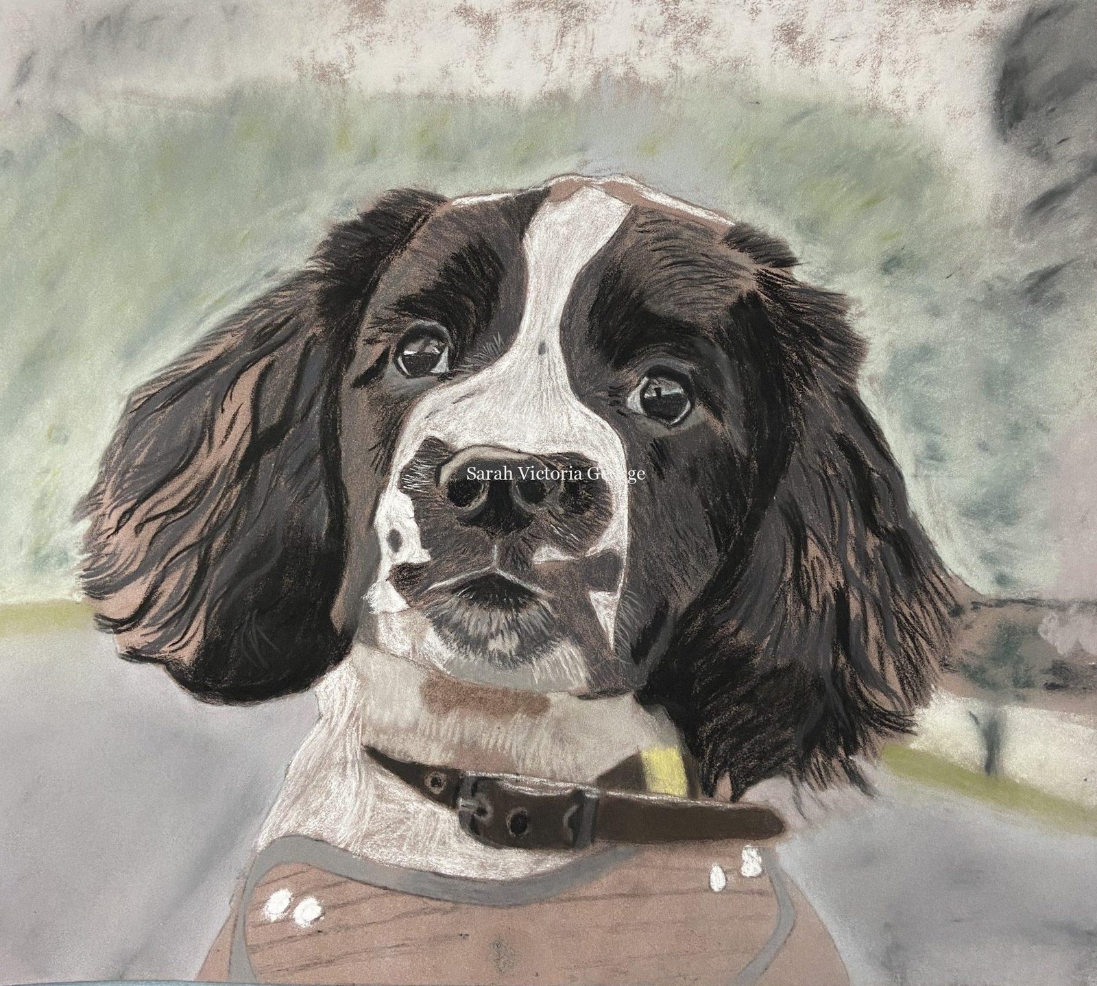 Stage one of the springer spaniel dog portrait Stage one of the springer spaniel dog portrait