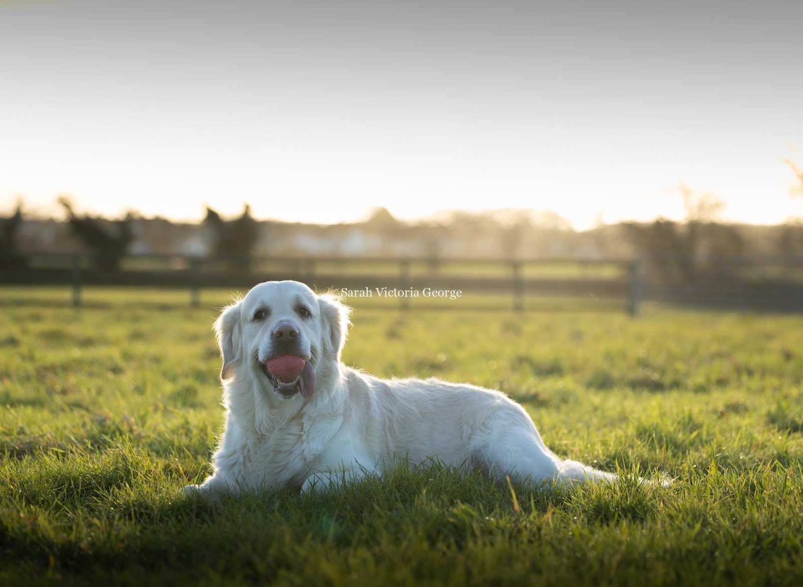 A photo of my golden retriever Rosie