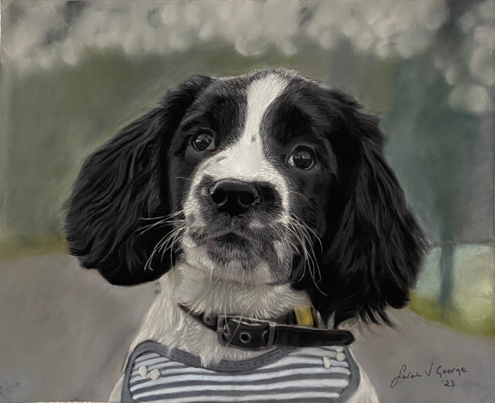 Black and white springer spaniel dog portrait