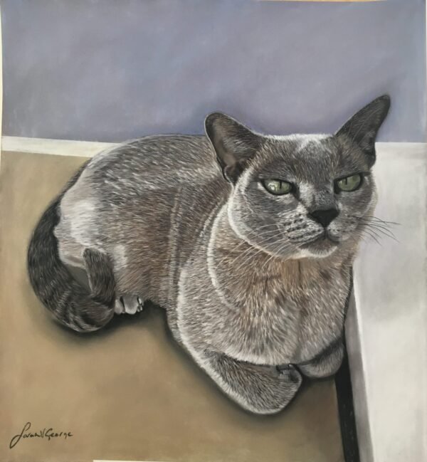 Burmese cat portrait