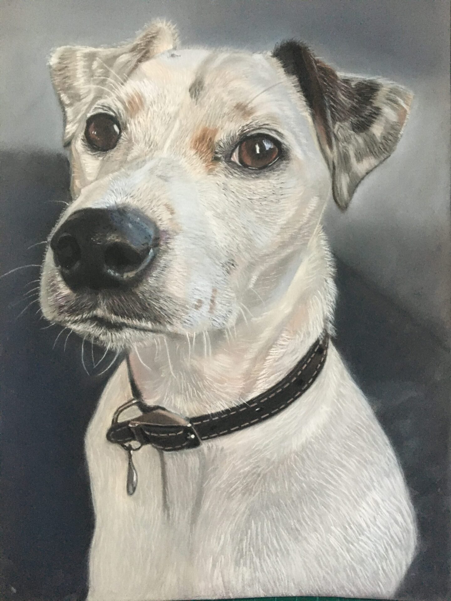 Jack russell dog portrait