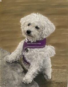 Bichon Frise dog portrait painting in soft pastel