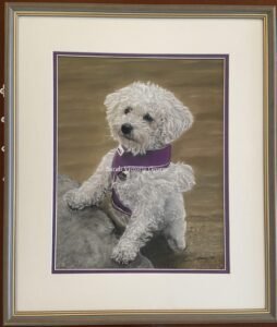 Framed bichon frise dog art commission in soft pastel