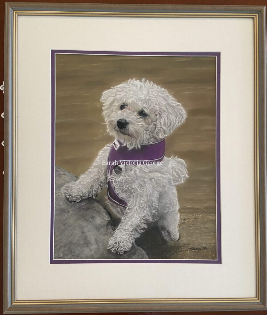 Framed bichon frise dog art commission in soft pastel
